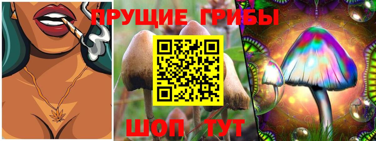 Галлюциногенные грибы Psilocybine cubensis Дивногорск